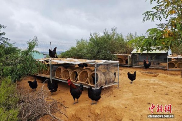 旺发速配 宁夏彭阳：林下经济点绿成金 走出农文旅融合新路径