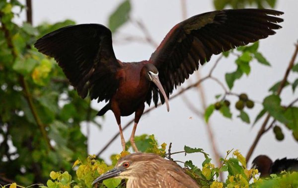 星迈网 江西永修：50余只彩鹮启程北迁