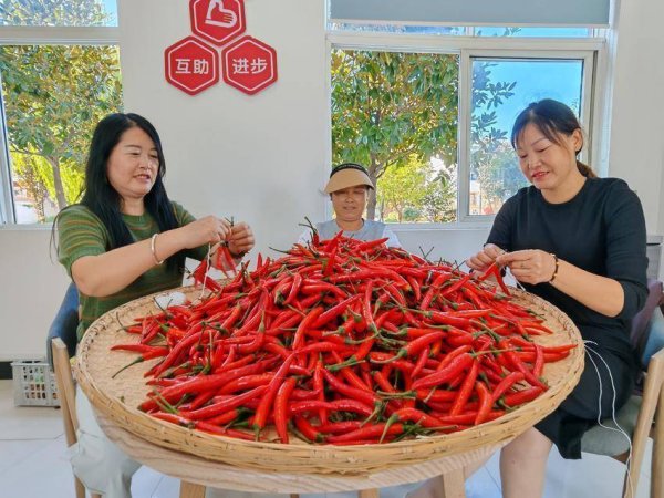 方圆之道 云梦盛砦村晒秋忙